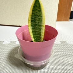 多肉植物アロエとサンスペリアの画像