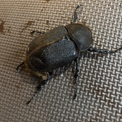 ヘラクレス・ヘラクレスの画像