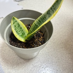 天然空清清浄機サンスベリアの画像