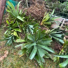 リュウゼツラン？
の画像