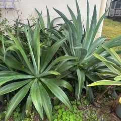 リュウゼツラン？
の画像