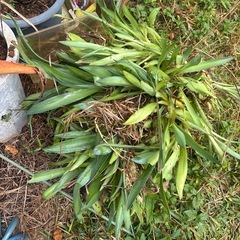 リュウゼツラン？
の画像