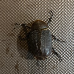 ヘラクレス・ヘラクレスの画像