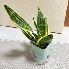 幸運のサンスベリアの画像