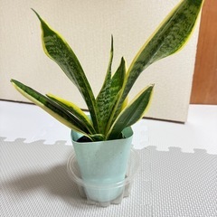 幸運のサンスベリアの画像