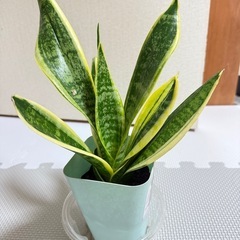 幸運のサンスベリアの画像