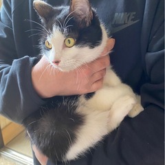 家に迷い込んできたので保護しました。