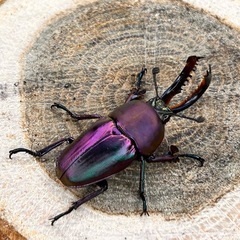 魅惑のマジョーラカラー🌈✨ワメナ産　パプアキンイロクワガタ　幼虫の画像