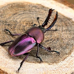 魅惑のマジョーラカラー🌈✨ワメナ産　パプアキンイロクワガタ　幼虫の画像