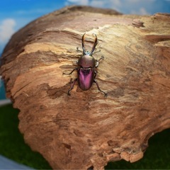 魅惑のマジョーラカラー🌈✨ワメナ産　パプアキンイロクワガタ　幼虫の画像