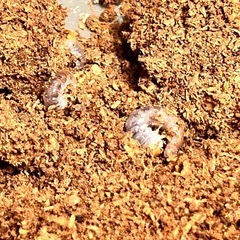 魅惑のマジョーラカラー🌈✨ワメナ産　パプアキンイロクワガタ　幼虫の画像