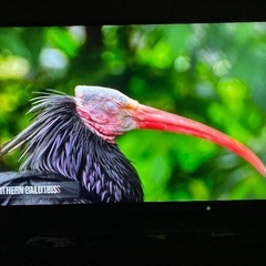 43G20X 液晶テレビ REGZA(レグザ) ブラック の画像