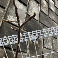 イチヂク苗木の画像