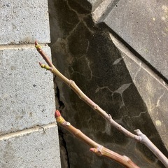 イチヂク苗木の画像