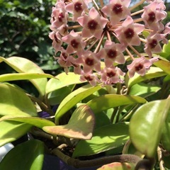 ホヤ　サクララン　鉢植えの画像