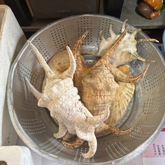 法螺貝の画像