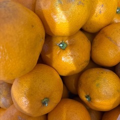 みかん【無農薬】の画像