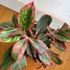 アグラオネマ　レッドゴールド(観葉植物)の画像