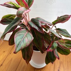 アグラオネマ　レッドゴールド(観葉植物)の画像