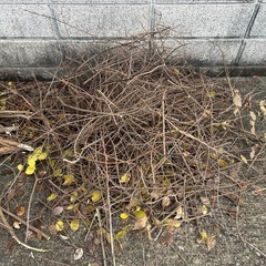 『無料』焚き火、キャンプに枝木をどうぞの画像