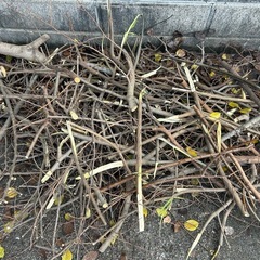 『無料』焚き火、キャンプに枝木をどうぞの画像