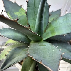 アガベチタノタ　ブルーの画像