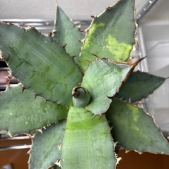 アガベチタノタ　ブルーの画像