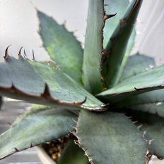 アガベチタノタ　ブルーの画像