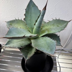 アガベチタノタ(ノーネーム)の画像