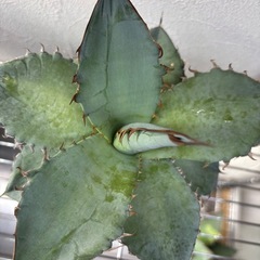 アガベチタノタ(ノーネーム)の画像