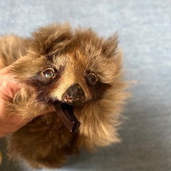 襟巻き たぬきの毛皮の画像