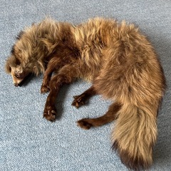 襟巻き たぬきの毛皮の画像