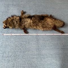 襟巻き たぬきの毛皮の画像