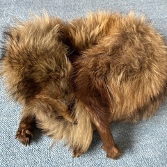 襟巻き たぬきの毛皮の画像