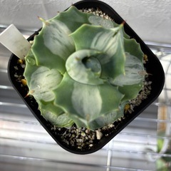 アガベ　王妃雷神錦の画像