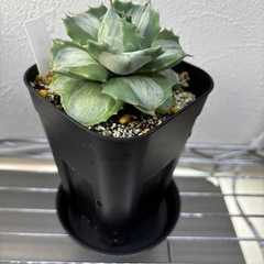 アガベ　王妃雷神錦の画像