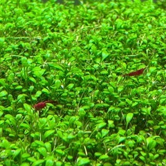 スーパーレッドチェリーシュリンプ　20匹の画像