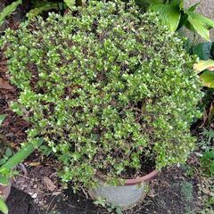 希少　トカラ列島の丸葉サツキ　薄ピンクの花ですの画像