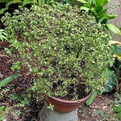 希少　トカラ列島の丸葉サツキ　薄ピンクの花ですの画像