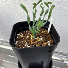 アルブカコンコルディアの画像