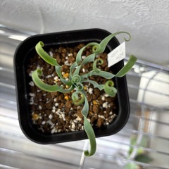 アルブカコンコルディアの画像