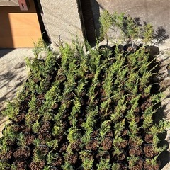 糸魚川真柏  苗木 1ポット
の画像