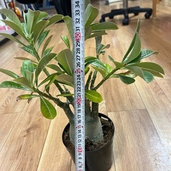観葉植物　アデニウム・オベスム　5000円の画像
