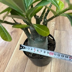観葉植物　アデニウム・オベスム　5000円の画像