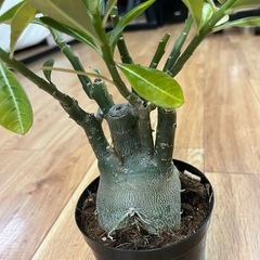 観葉植物　アデニウム・オベスム　5000円の画像