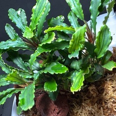 山水苑 Bucephalandra sp. "Bukit Kelam-2" From Bukit Kelam-2【HW0220-02】の画像