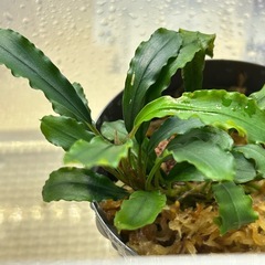 山水苑 Bucephalandra sp. "Bukit Kelam-2" From Bukit Kelam-2【HW0220-02】の画像