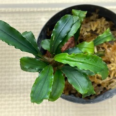 山水苑 Bucephalandra sp. "Bukit Kelam-2" From Bukit Kelam-2【HW0220-02】の画像