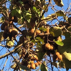 【取引希望日時を複数ご提示ください】小さいキウイフルーツ （緑）の画像