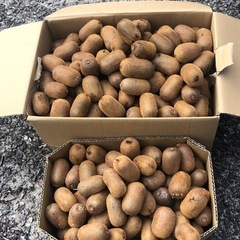 【取引希望日時を複数ご提示ください】小さいキウイフルーツ （緑）の画像